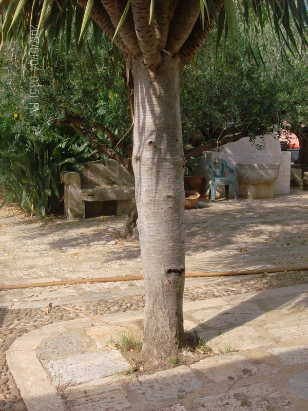 Dracaena draco IN VASO ORNAMENTALE VASO 200 L