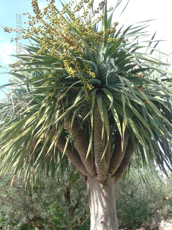 Dracaena draco IN VASO ORNAMENTALE VASO 35