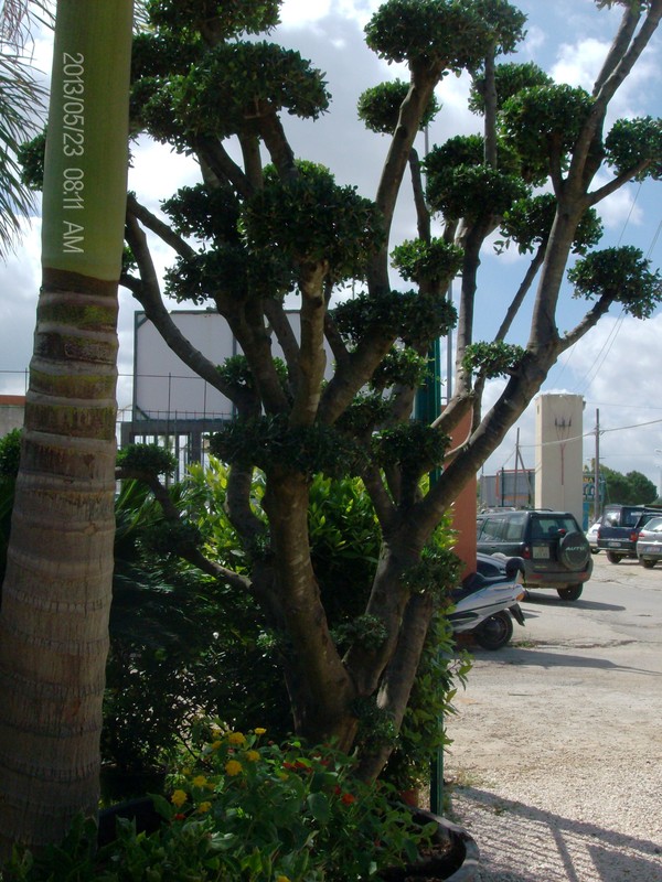 ULIVO RAMIFICATO A PALLA ORNAMENTALE IN ZOLLA