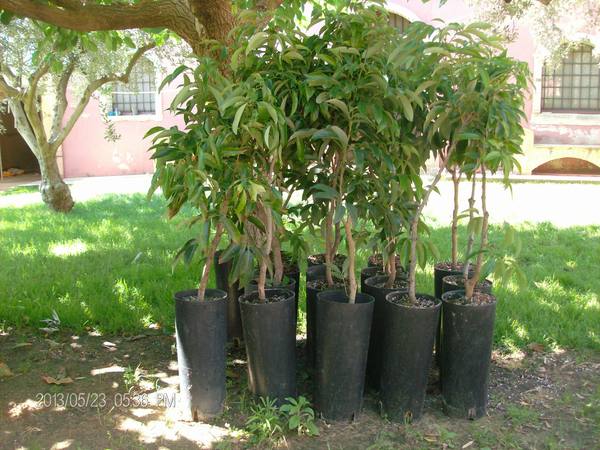 LITCHI IN VASO varierà chinensis VASO CONICO 16\18