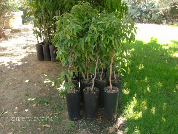 LITCHI IN VASO varierà chinensis VASO CONICO 16\18