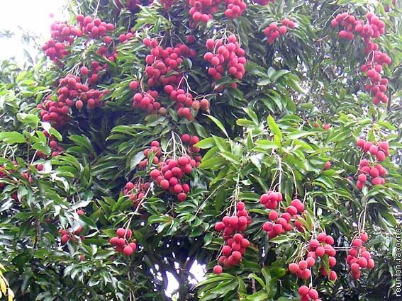 LITCHI IN VASO varierà chinensis VASO CONICO 16\18