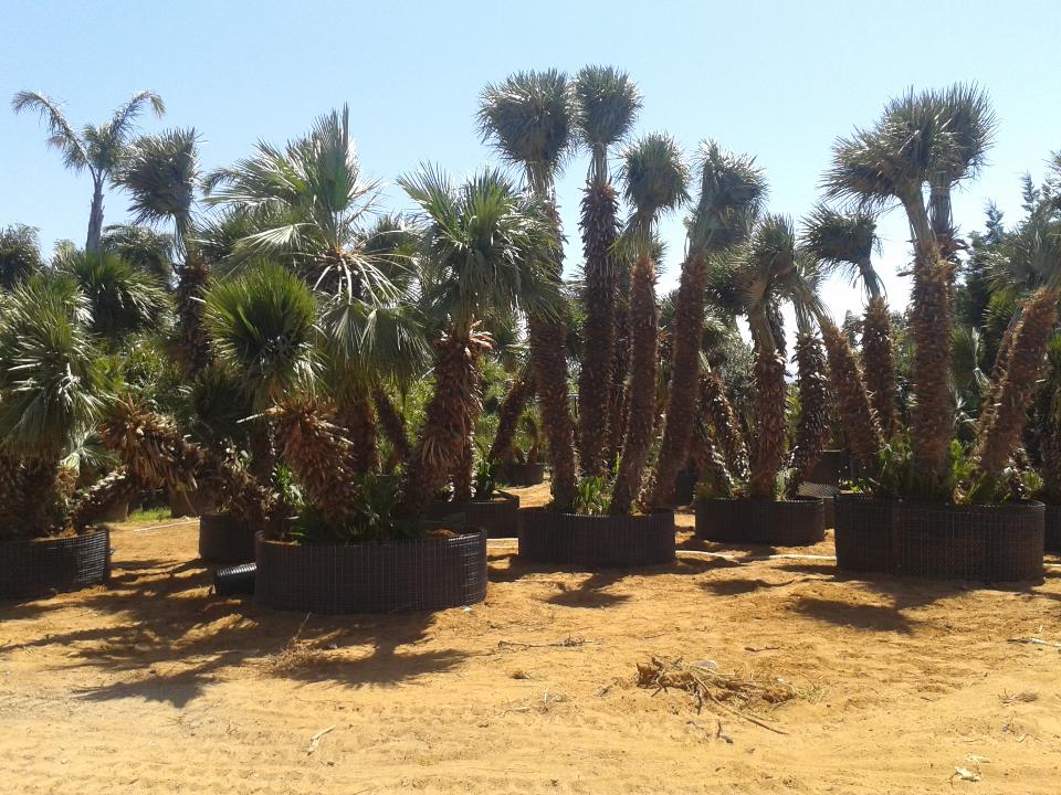 Chamaerops in vaso
