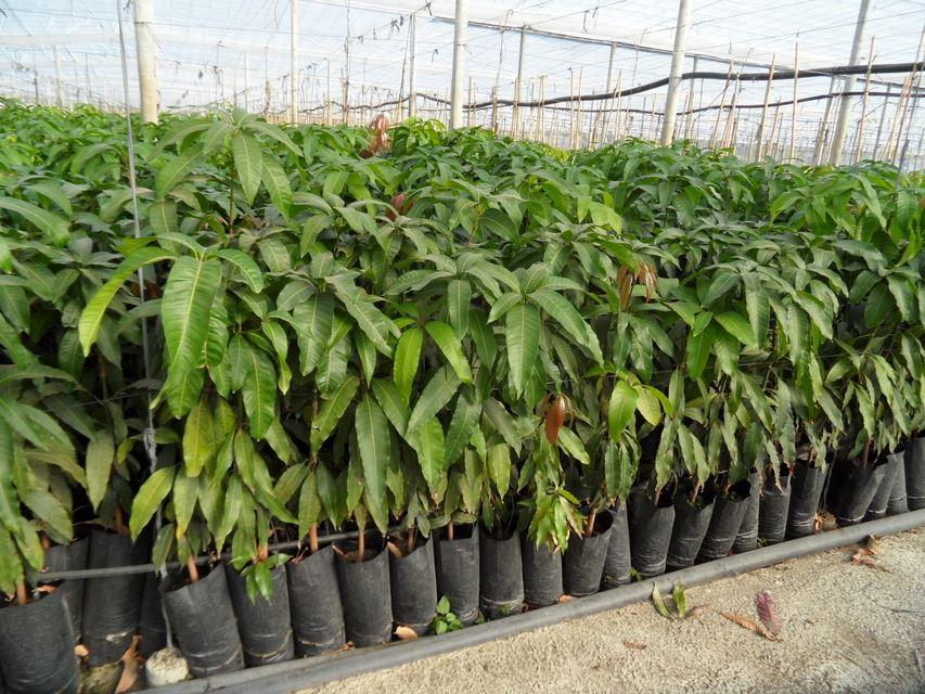 MANGO KENT VARIETA KENT INNESTATO VASO CONICO 16 - 18