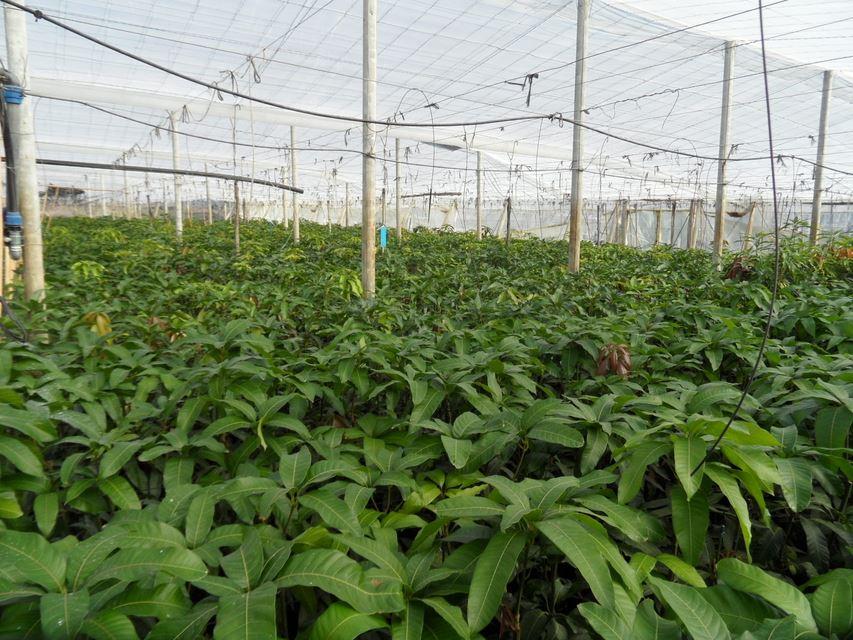 MANGO GLEEN albero innestato VASO CONICO 16\18