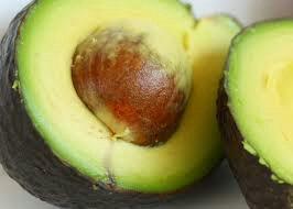 AVOCADO HASS IN VASO INNESTATO ALBERO TROPICALE VASO CONICO 16 - 18