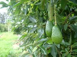 AVOCADO HASS IN VASO INNESTATO ALBERO TROPICALE VASO CONICO 16 - 18