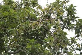 AVOCADO HASS IN VASO INNESTATO ALBERO TROPICALE VASO CONICO 16 - 18