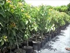 AVOCADO HASS IN VASO INNESTATO ALBERO TROPICALE VASO CONICO 16 - 18