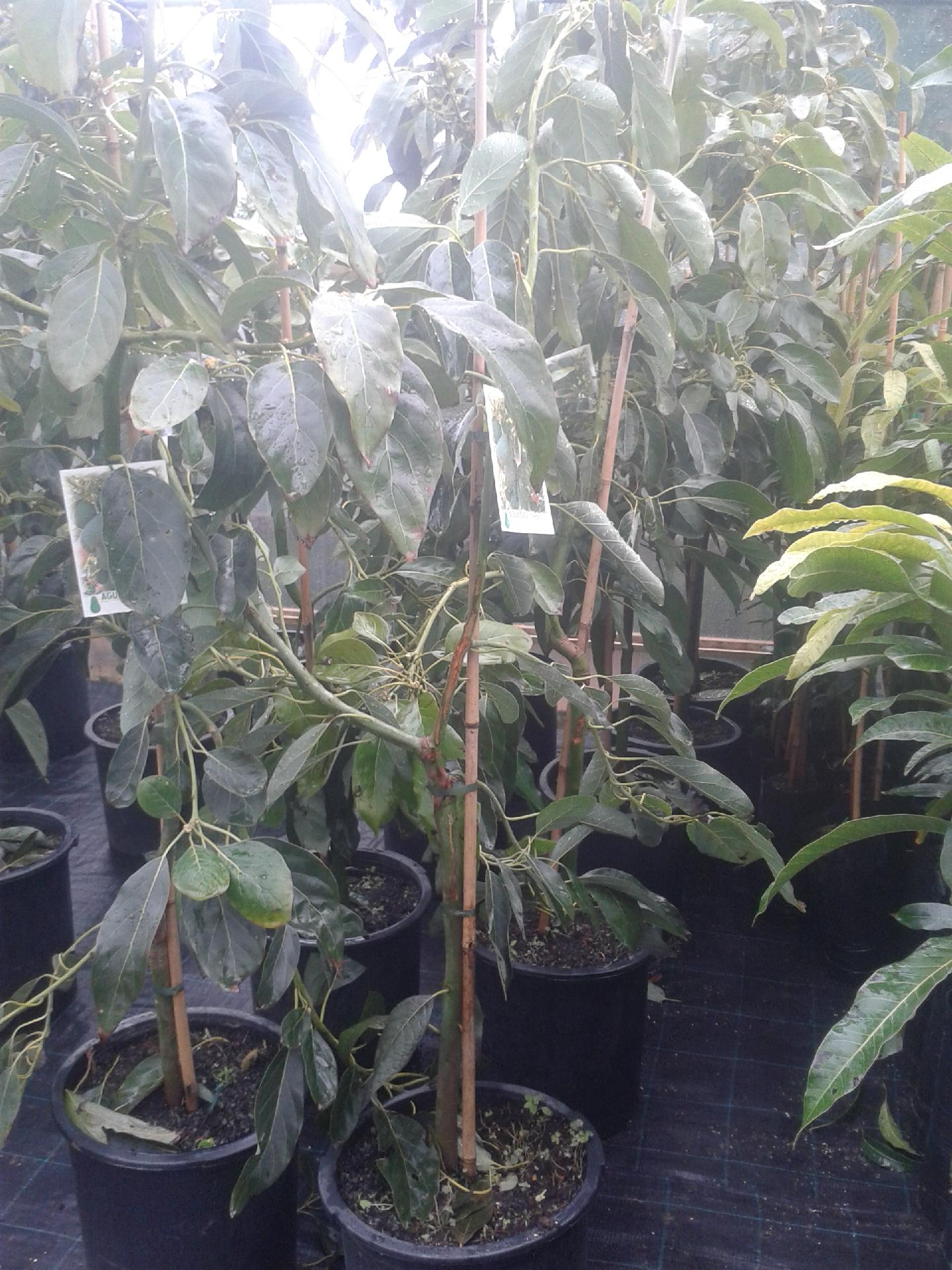 AVOCADO HASS IN VASO INNESTATO ALBERO TROPICALE VASO CONICO 16 - 18