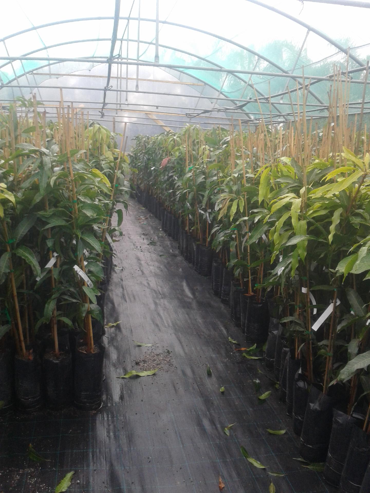 MANGO GLEEN albero innestato VASO CONICO 16\18