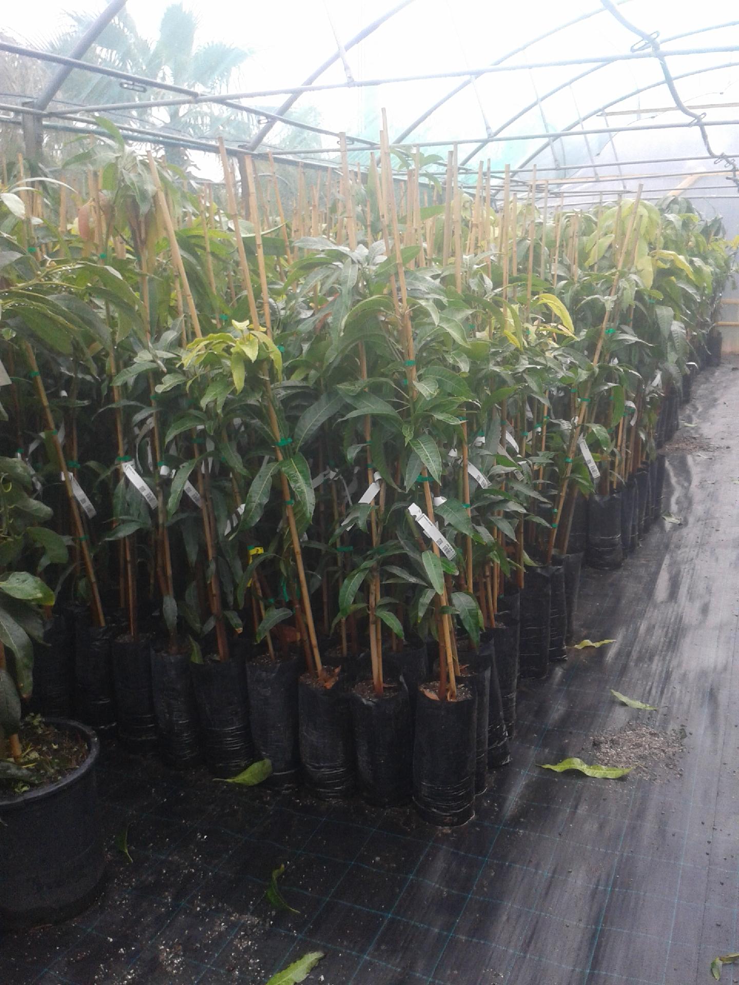 MANGO KENT VARIETA KENT INNESTATO VASO CONICO 16 - 18