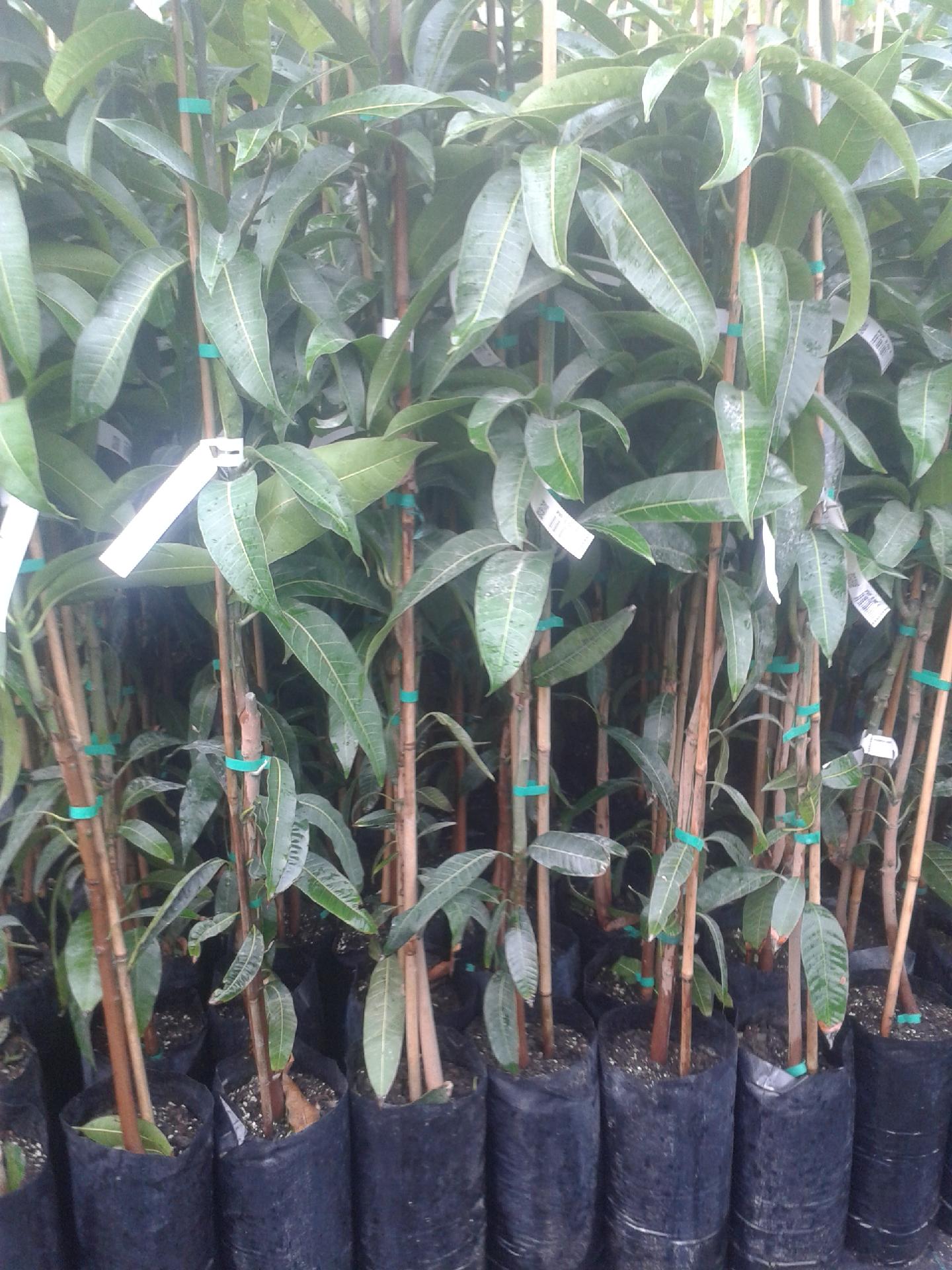 MANGO KENT VARIETA KENT INNESTATO VASO CONICO 16 - 18