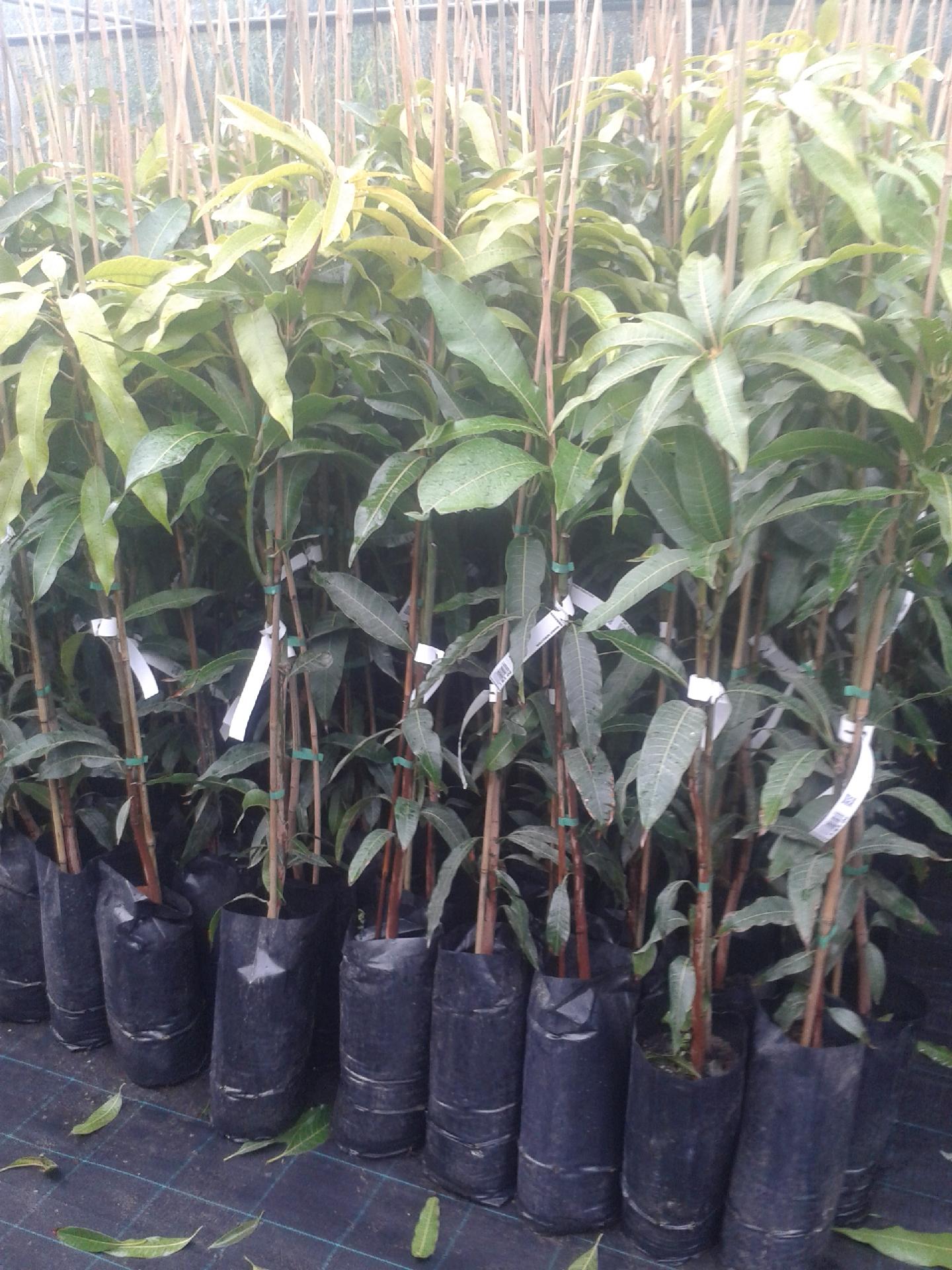 MANGO KENT VARIETA KENT INNESTATO VASO CONICO 16 - 18