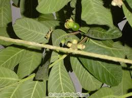 Guayaba O GUAVA ALBERO TROPICALE VASO CONICO 16 - 18