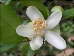 Guayaba O GUAVA ALBERO TROPICALE VASO CONICO 16 - 18