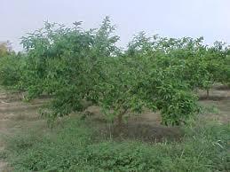 Guayaba O GUAVA ALBERO TROPICALE VASO CONICO 16 - 18