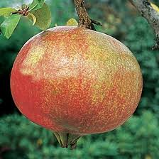 MELOGRANO DENTE DI CAVALLO IN VASO albero VASO 150 L