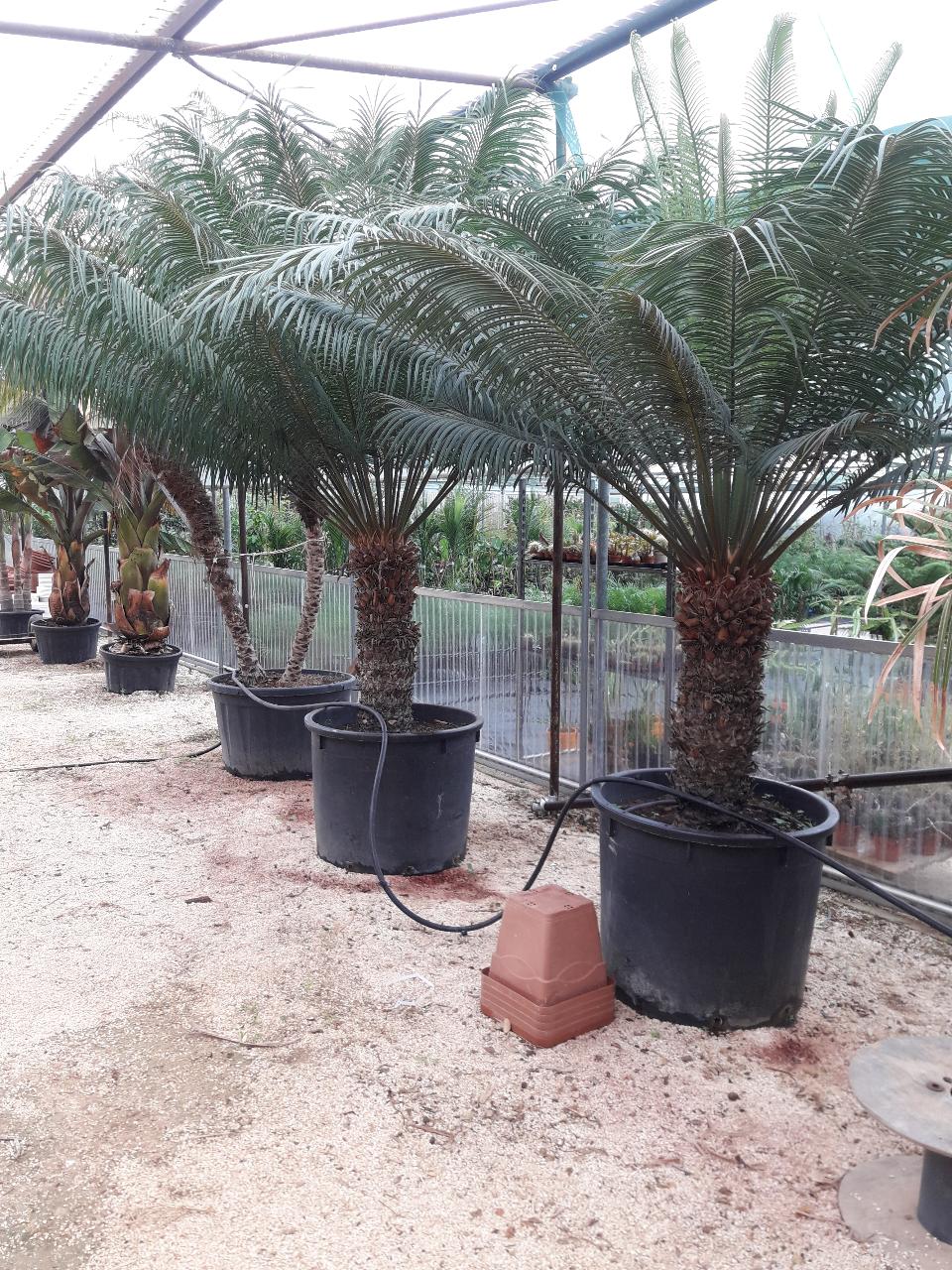 CYCAS CIRCINALIS IN VASO ORNAMENTALE VASO 50 - 60 L