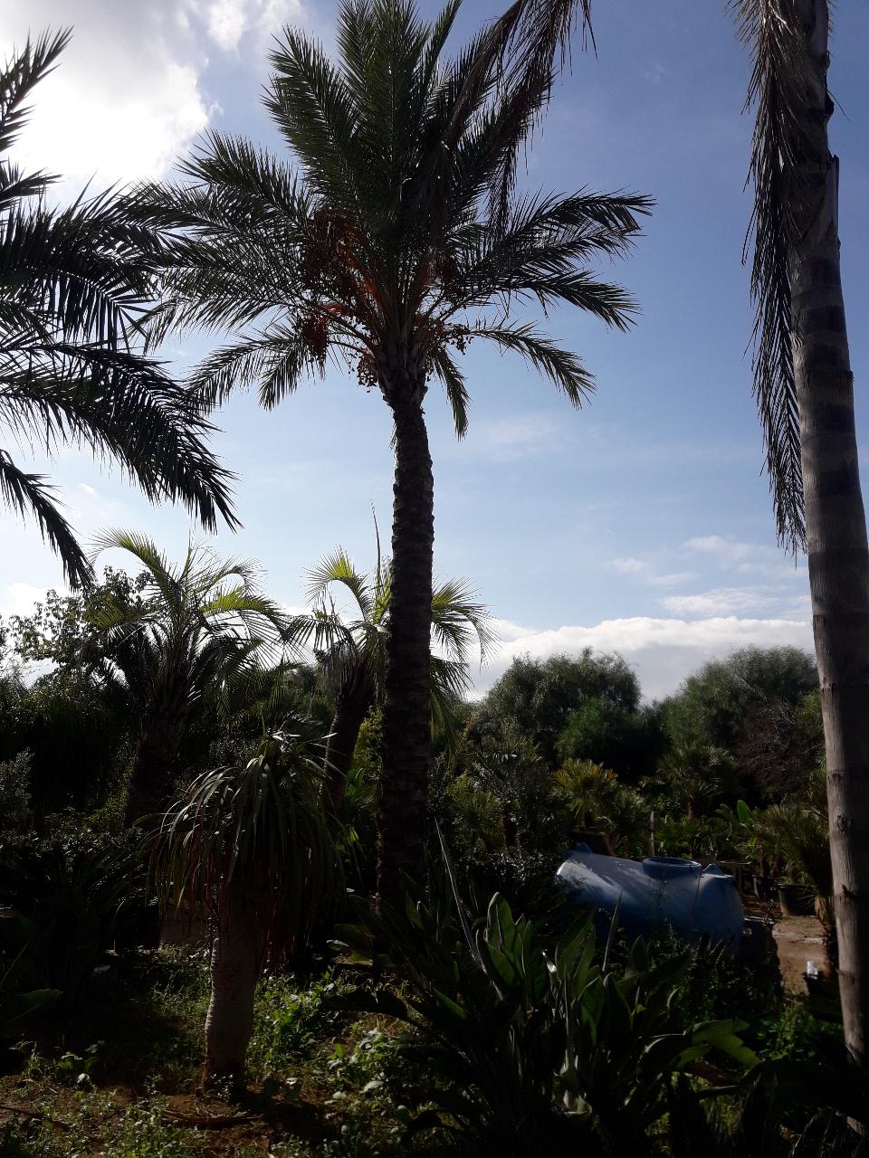 PALMA DATTILIFERA ORNAMENTALE da zolla 2mt tronco