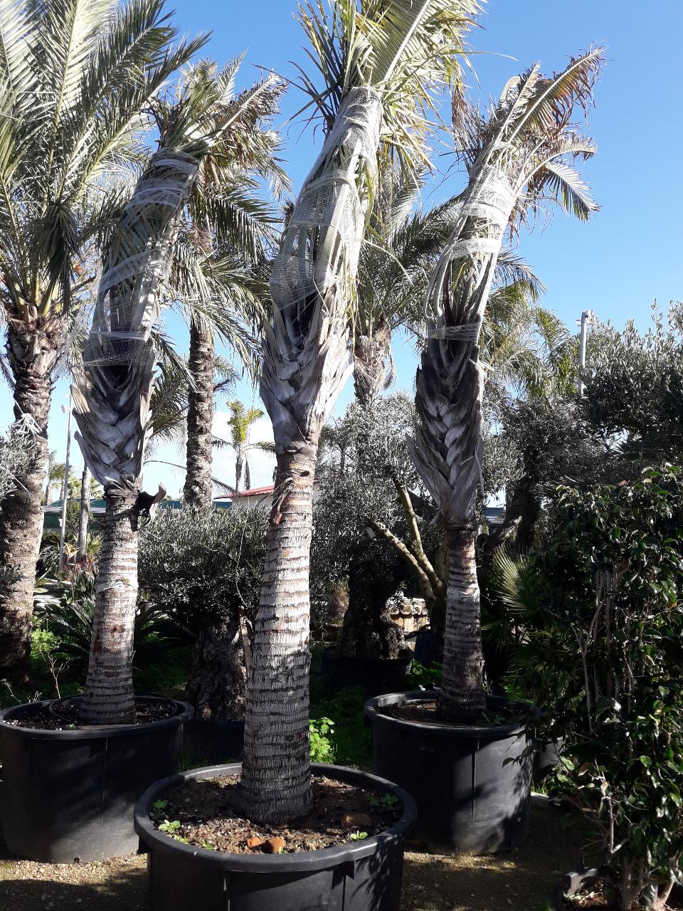 Dypsis Decaryi ORNAMENTALE vaso 300 l.