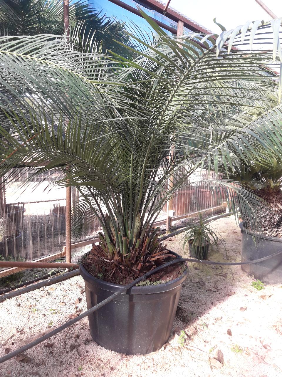 Cycas Macrozamia Cumminis ORNAMENTALE 140 l 50 l