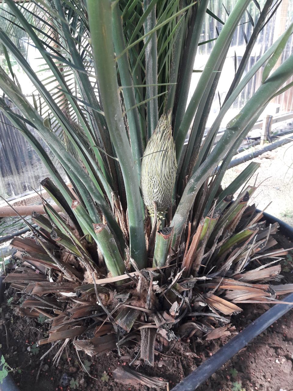 Cycas Macrozamia Cumminis ORNAMENTALE 140 l 50 l