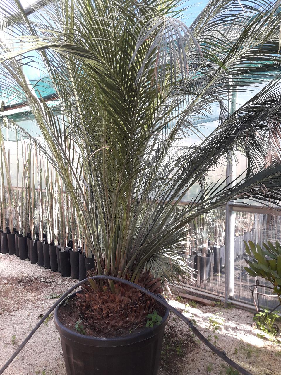 Cycas Macrozamia Cumminis ORNAMENTALE 140 l 50 l