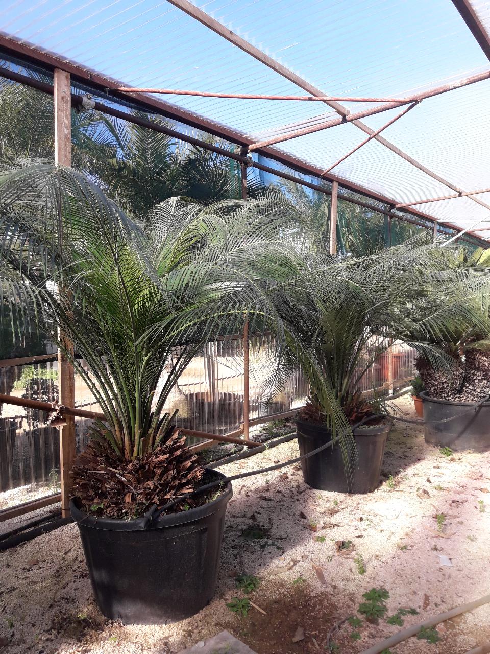 Cycas Macrozamia Cumminis ORNAMENTALE 140 l 50 l