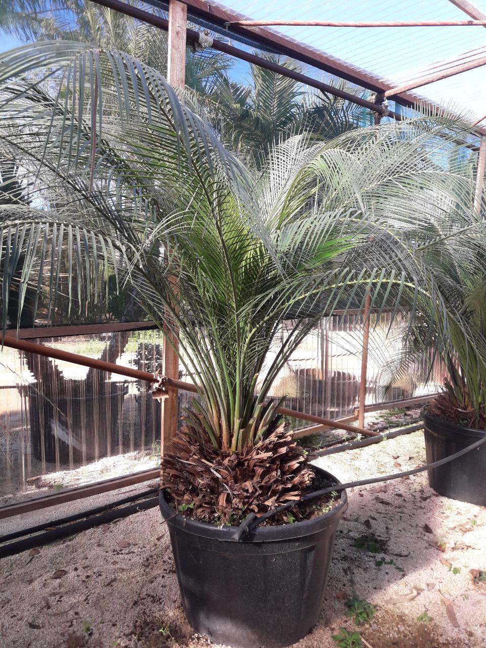 Cycas Macrozamia Cumminis ORNAMENTALE 140 l 50 l