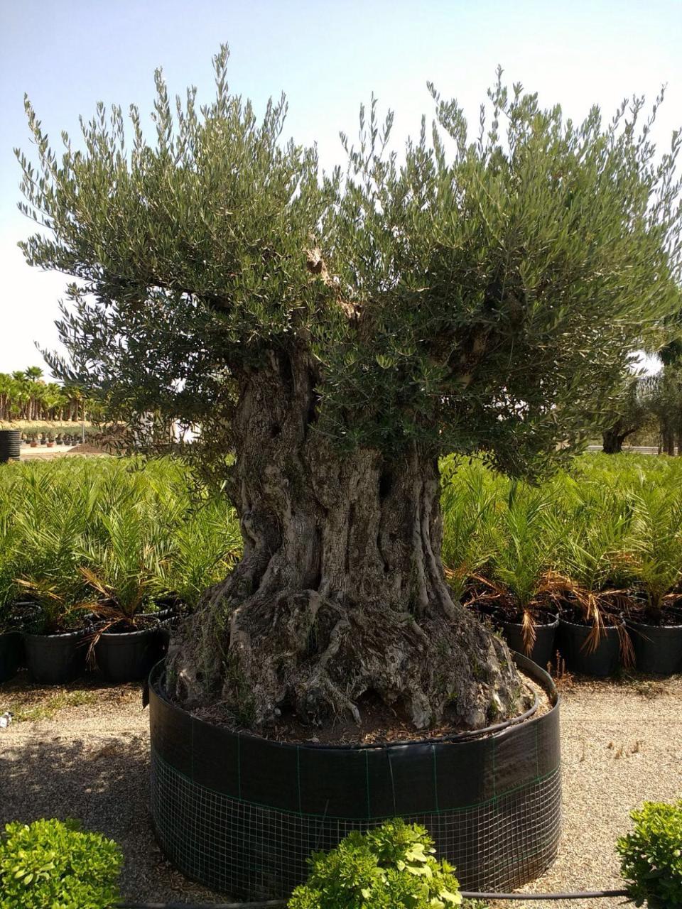 ULIVO BONSAI IN ZOLLA albero IN ZOLLA