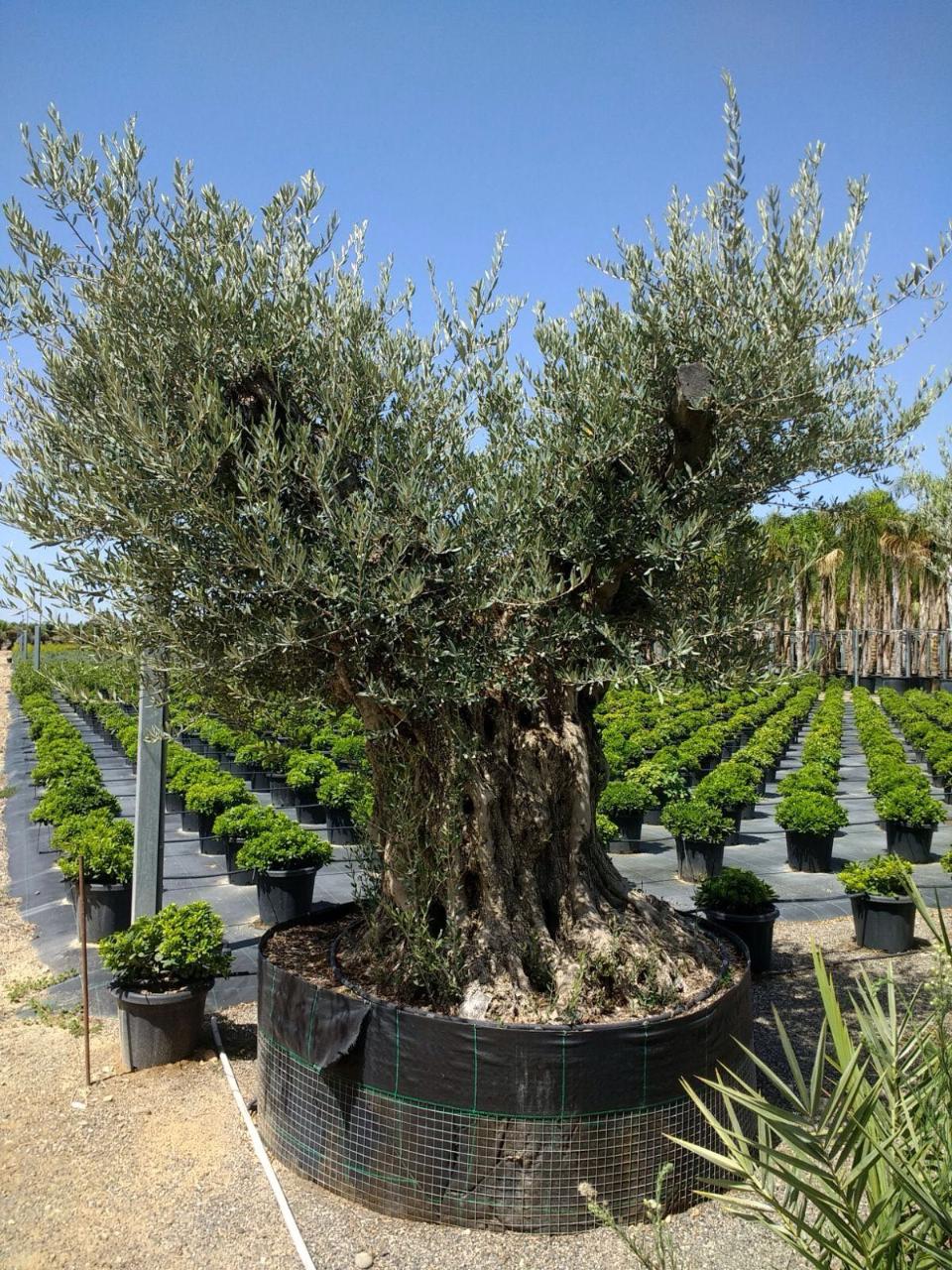 ULIVO BONSAI IN ZOLLA albero IN ZOLLA