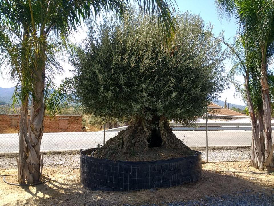 ULIVO BONSAI IN ZOLLA albero IN ZOLLA