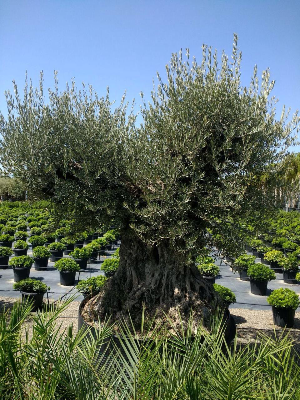 ULIVO BONSAI IN ZOLLA albero IN ZOLLA