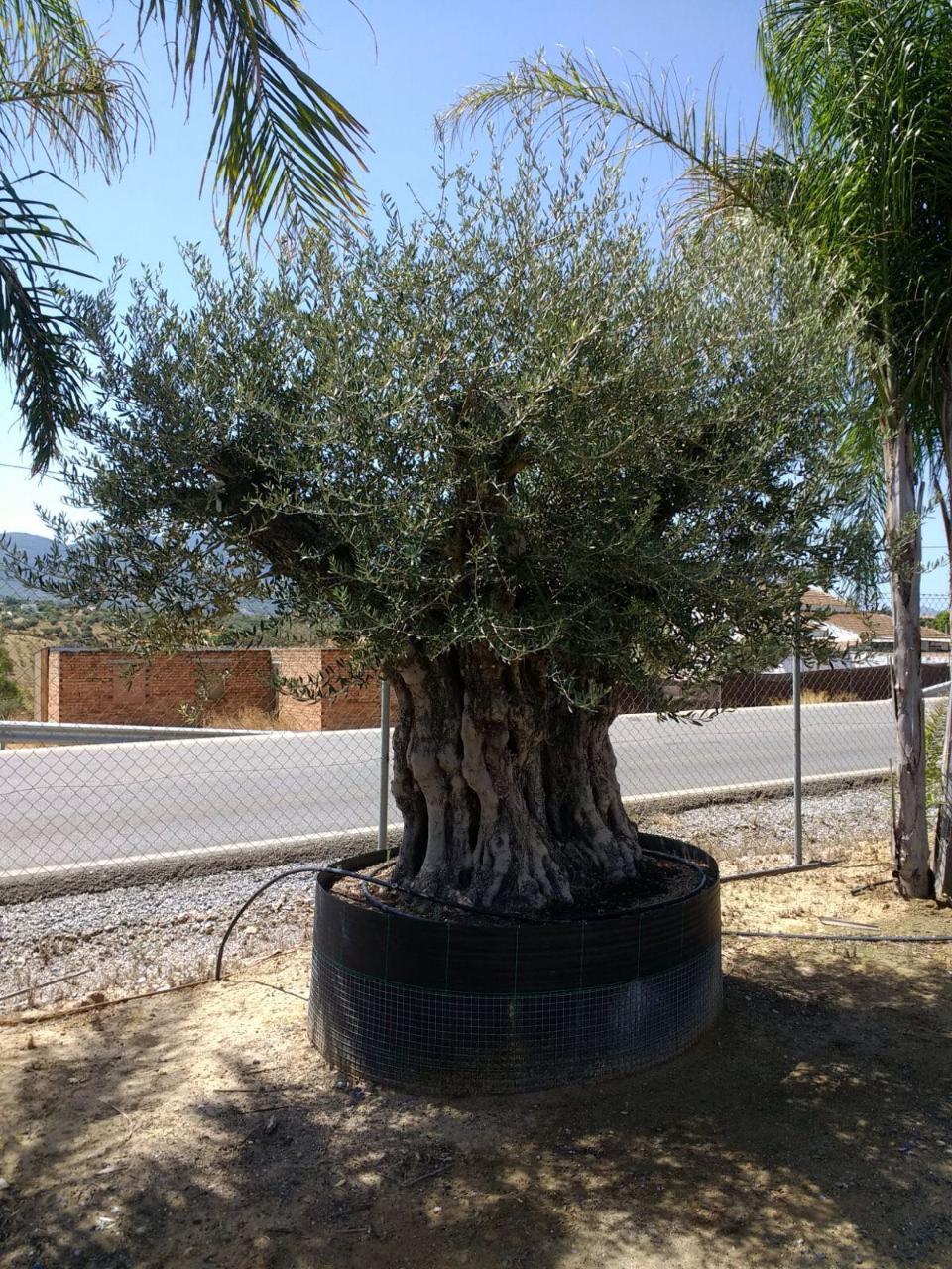 ULIVO BONSAI IN ZOLLA albero IN ZOLLA