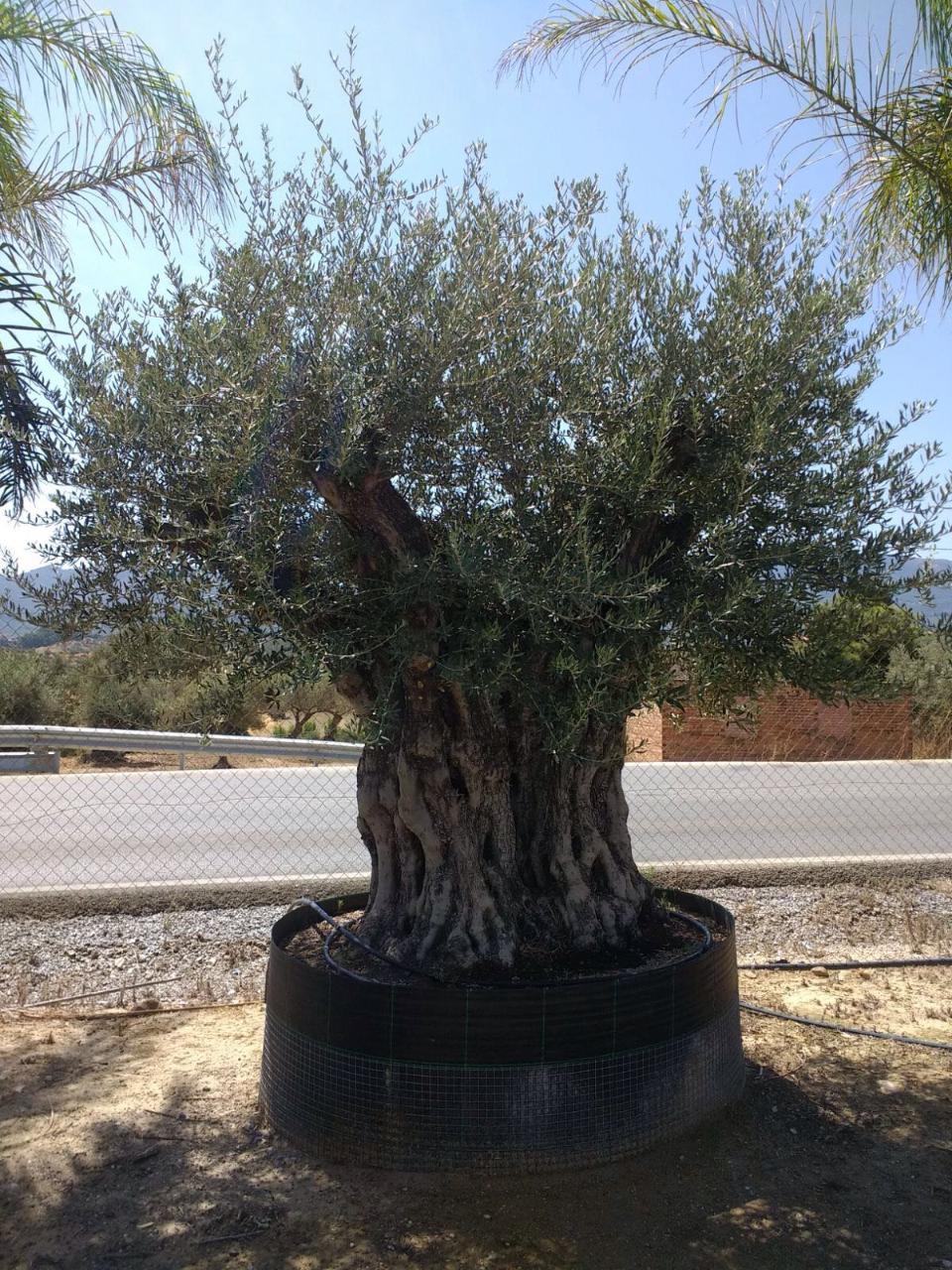 ULIVO BONSAI IN ZOLLA albero IN ZOLLA