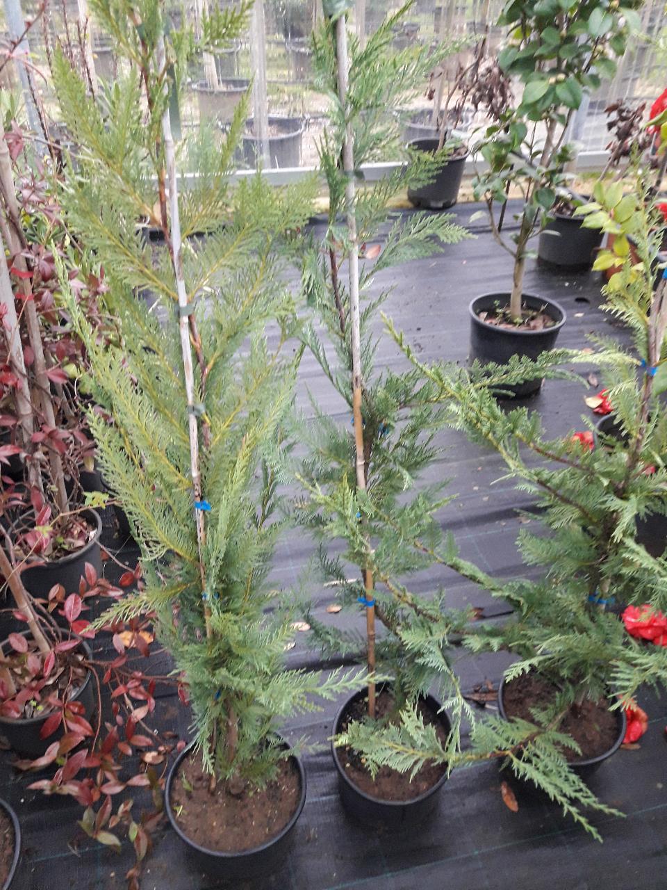 Leylandii Vaso SIEPE vaso 24 INNESTATO