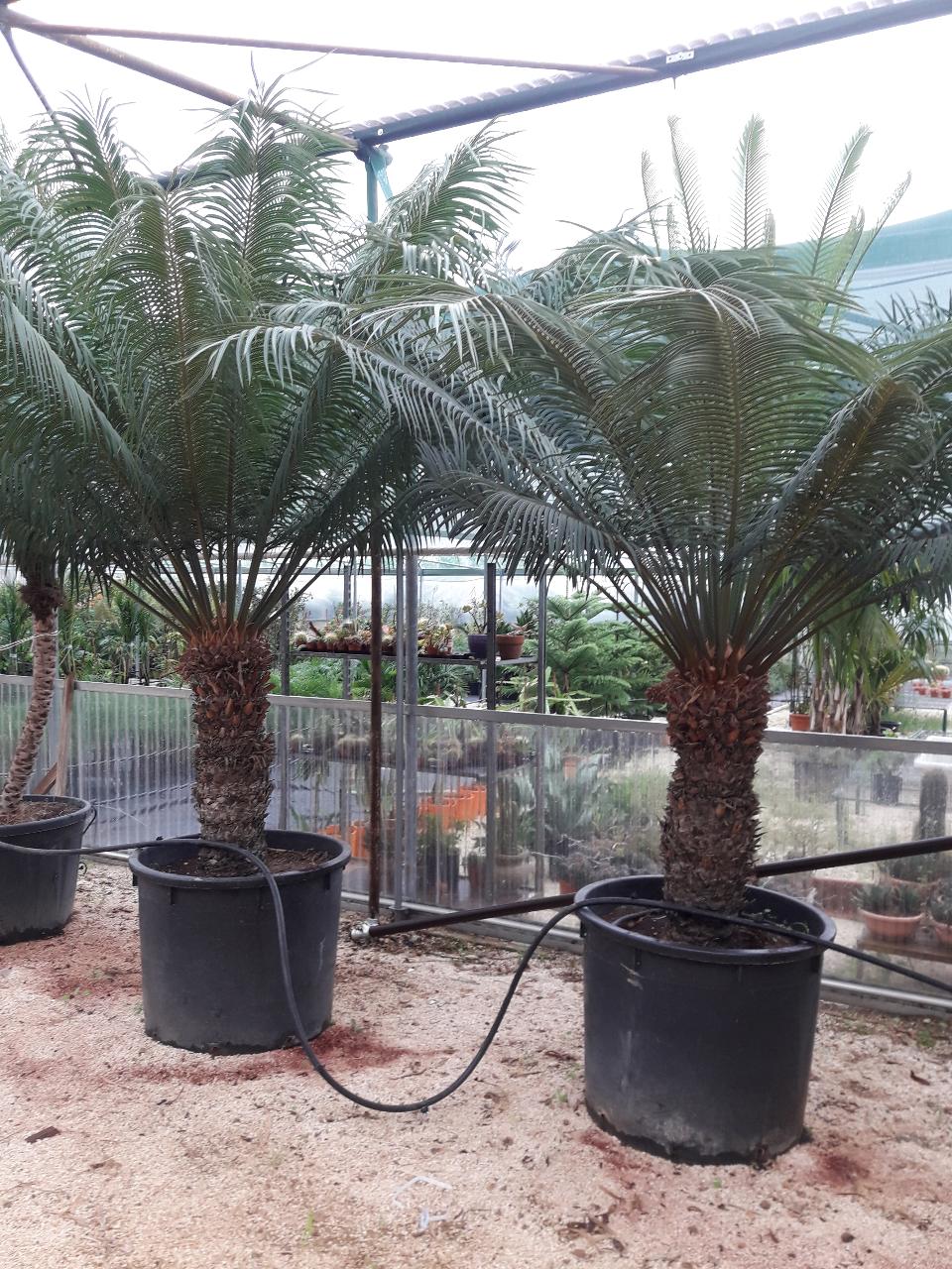 CYCAS CIRCINALIS IN VASO ORNAMENTALE VASO 50 - 60 L