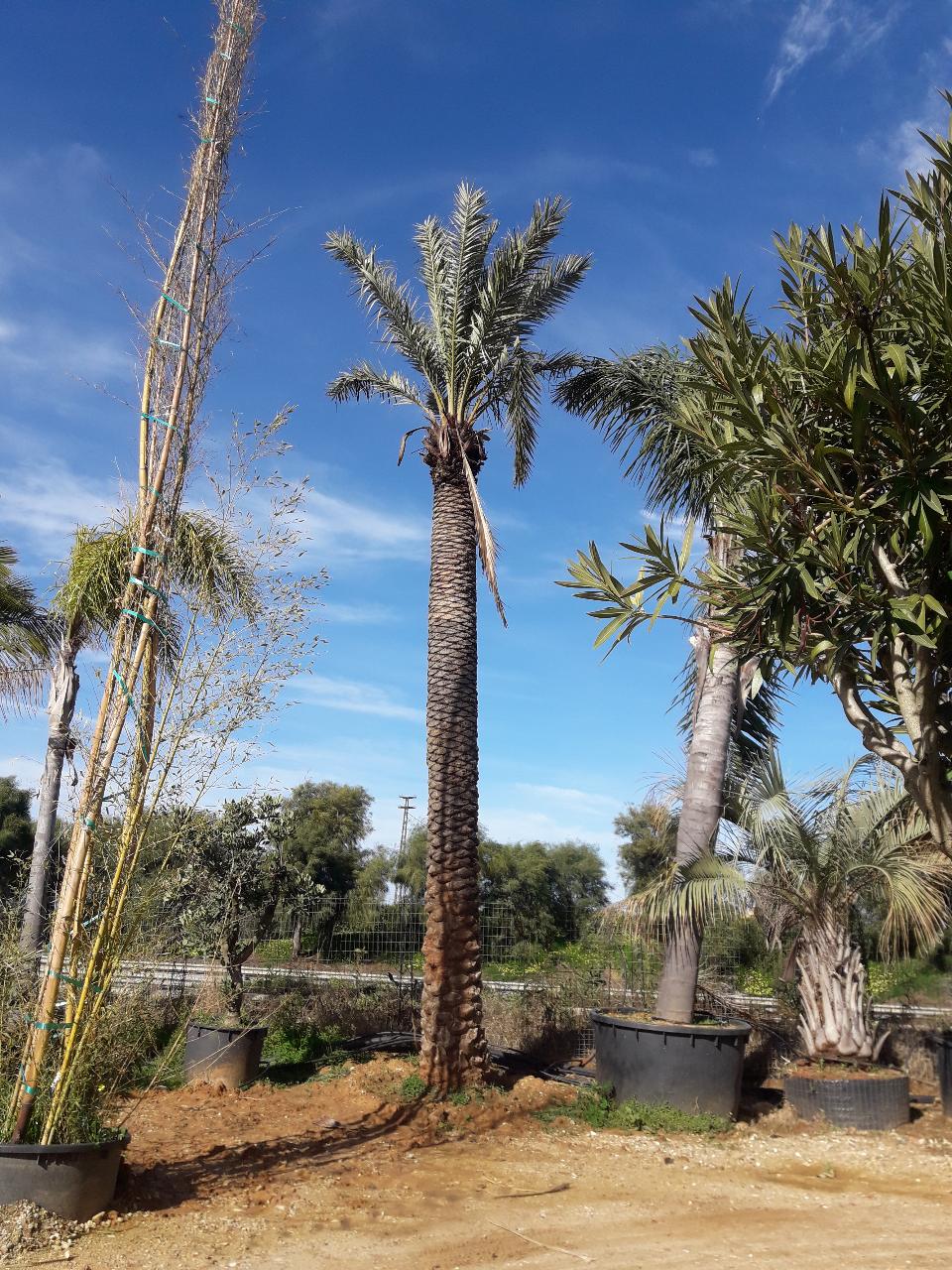 PALMA DATTILIFERA ORNAMENTALE da zolla 2mt tronco
