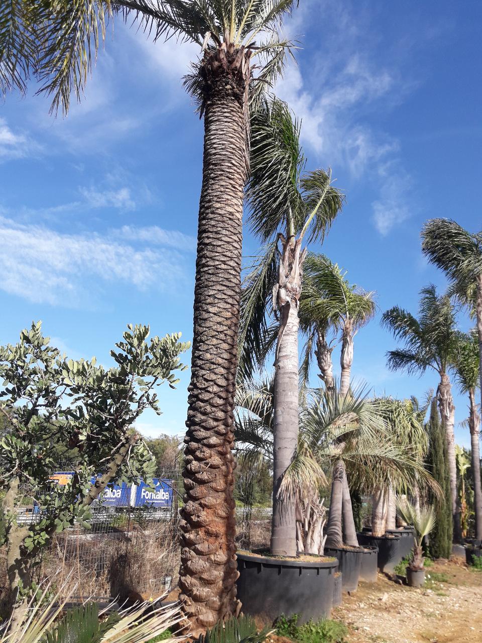 PALMA DATTILIFERA ORNAMENTALE da zolla 2mt tronco
