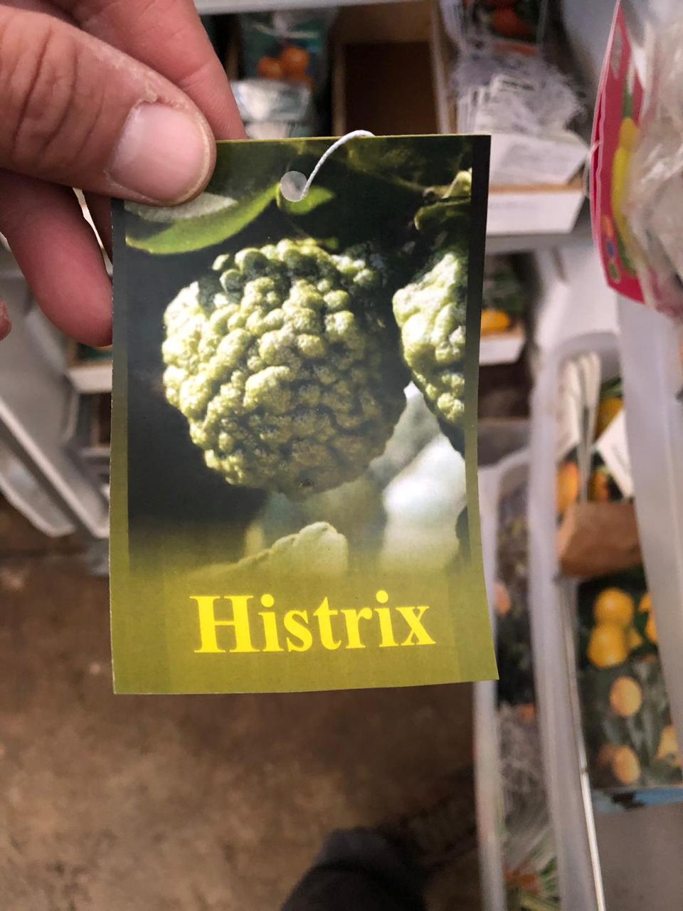 Hystrix in vaso 24