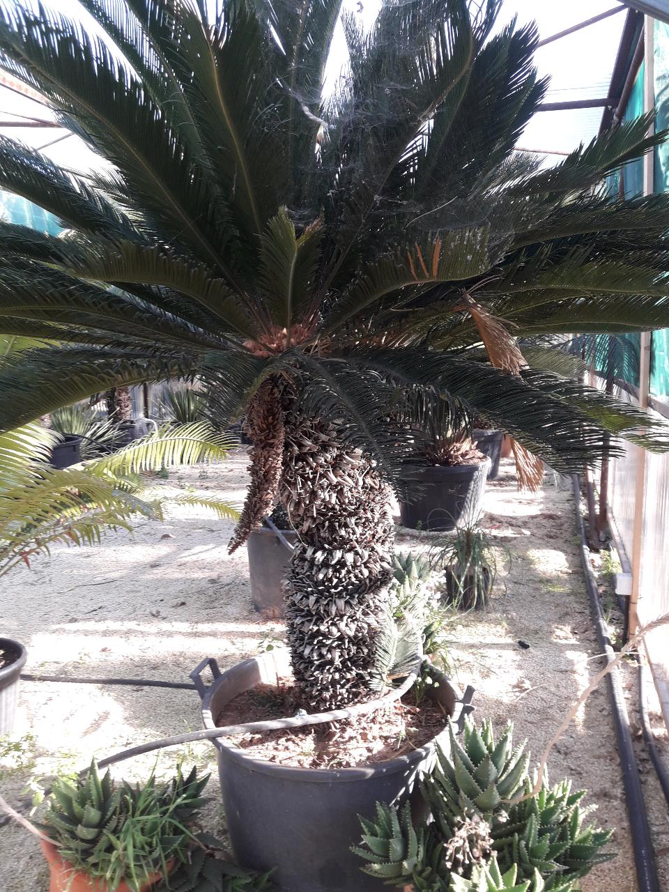 CYCAS REVOLUTA 1 MT DI TRONCO ORNAMENTALE VASO 200 L