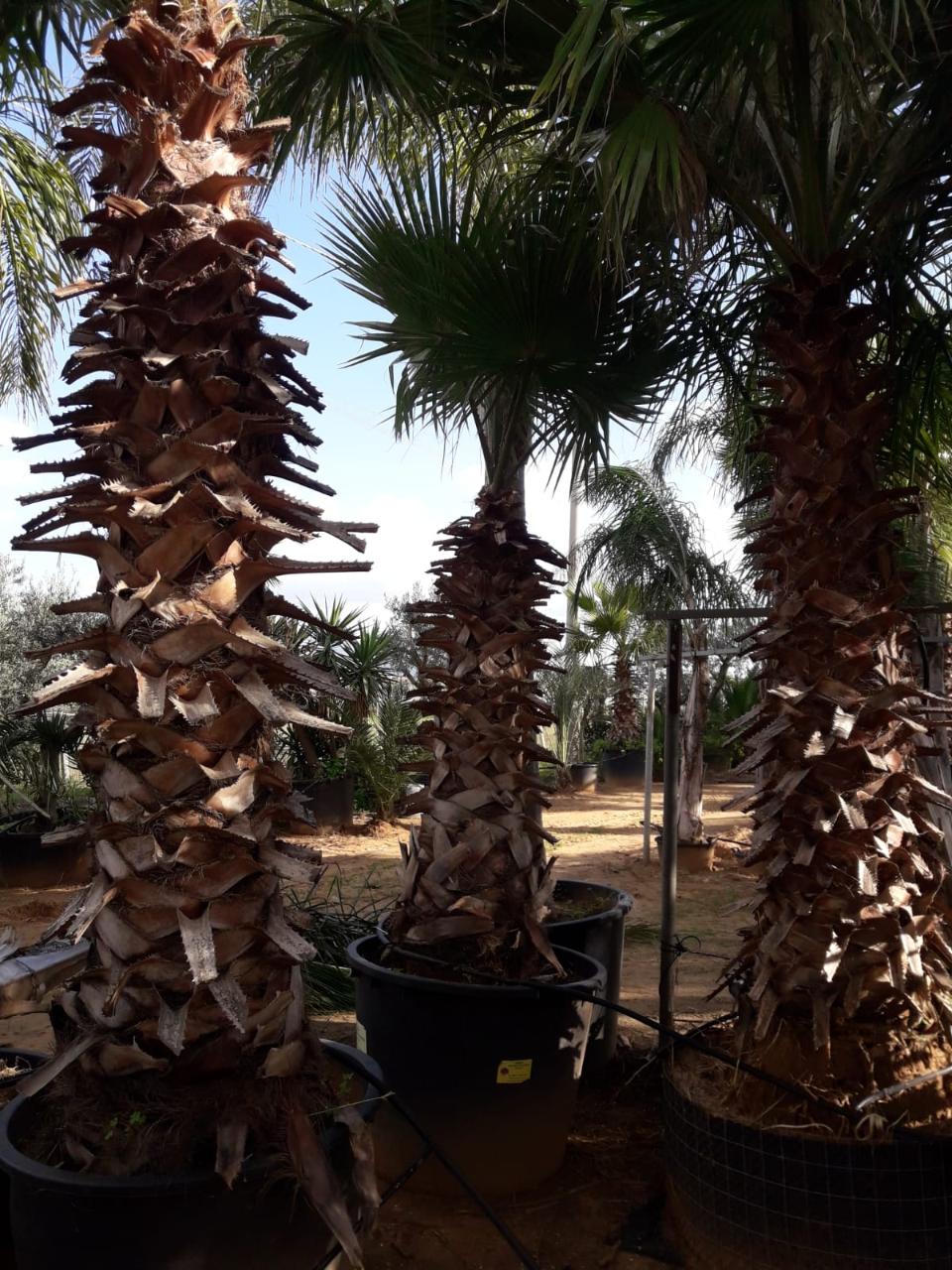 Washingtonia Robusta ORNAMENTALE IN ZOLLA- ALT-DA 5 - 6 MT-TRONCO + CHIOMA