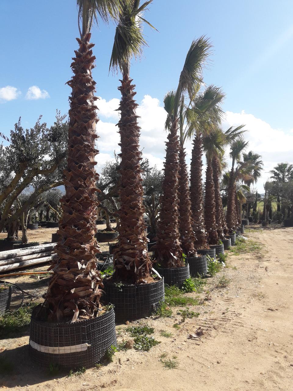 Washingtonia Robusta ORNAMENTALE IN ZOLLA- ALT-DA 5 - 6 MT-TRONCO + CHIOMA