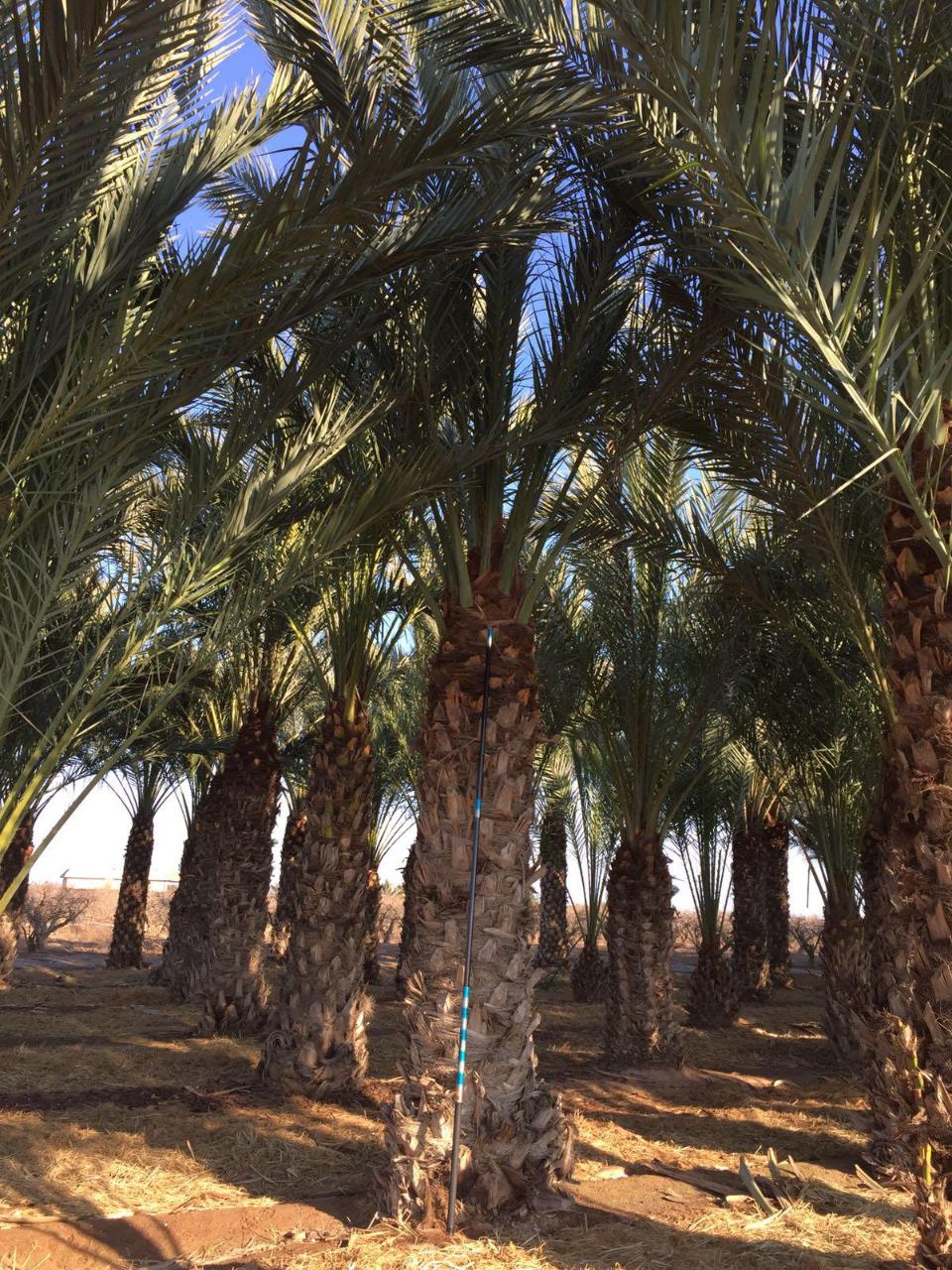 PALMA DATTILIFERA ORNAMENTALE da zolla 2mt tronco