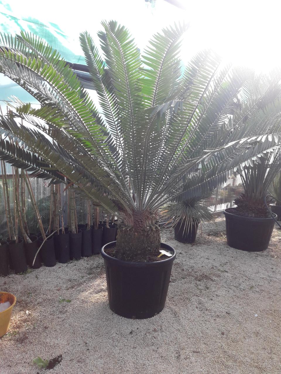 CYCAS ENCEPHALARTOS PTEROGONUS ORNAMENTALE VASO 200 L