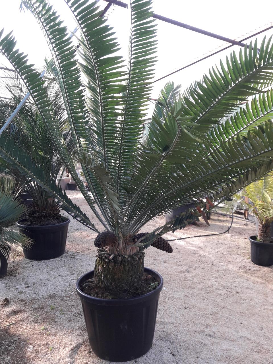 CYCAS ENCEPHALARTOS PTEROGONUS ORNAMENTALE VASO 200 L