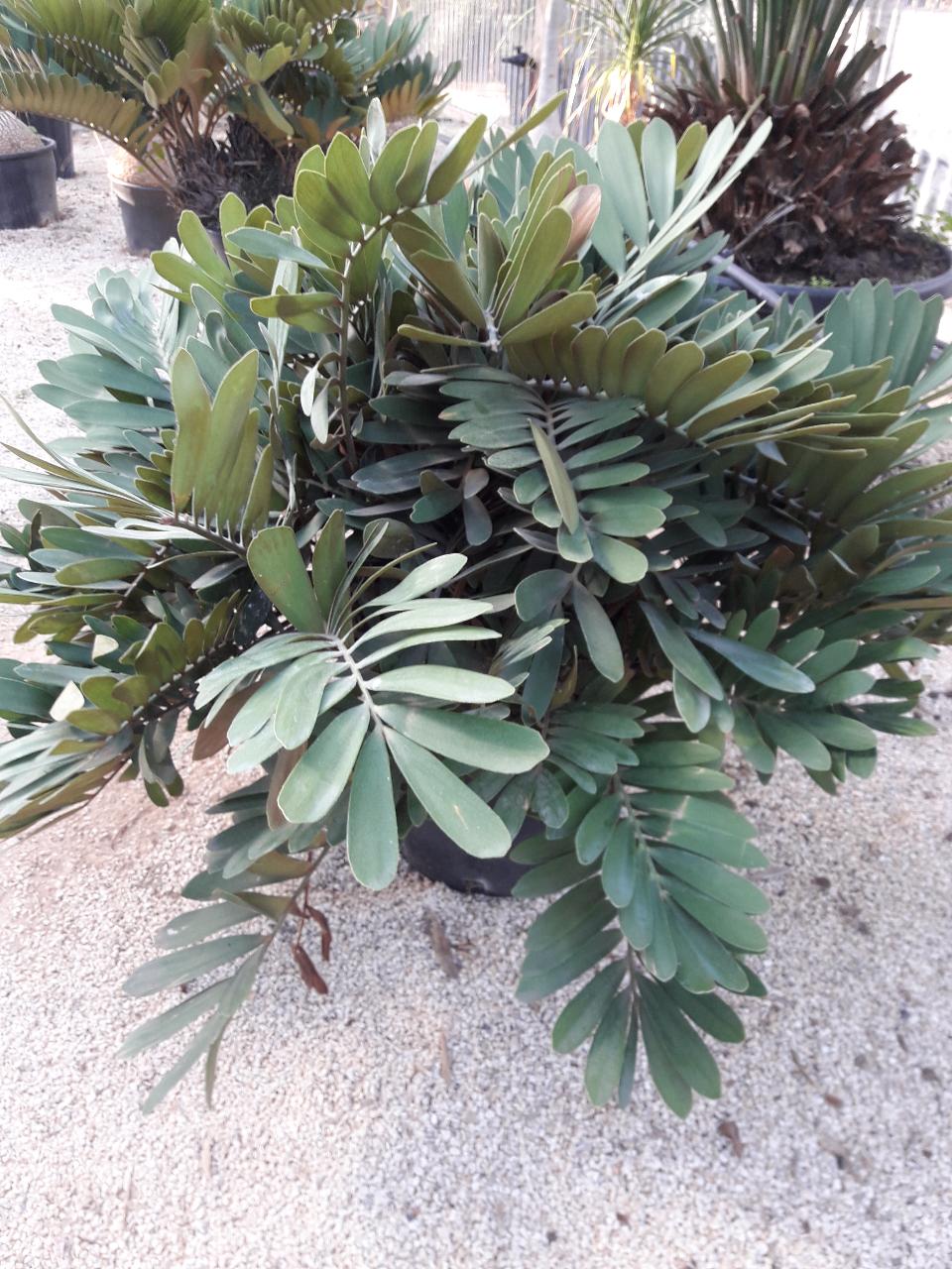 CYCAS MACRO FURFURACEA