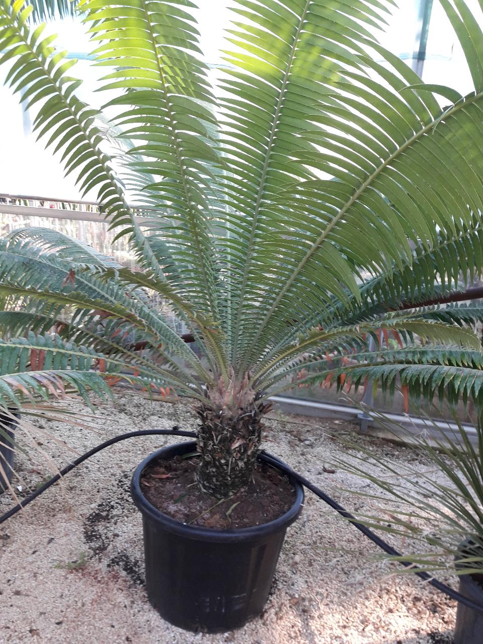 CYCAS DIOON ORNAMENTALE VASO 40 - 50