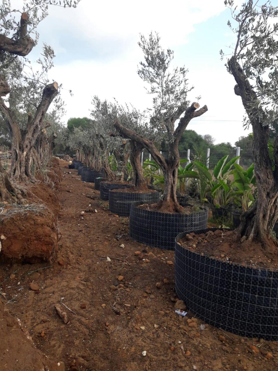 Ulivo Secolare ALBERO SECOLARE IN ZOLLA